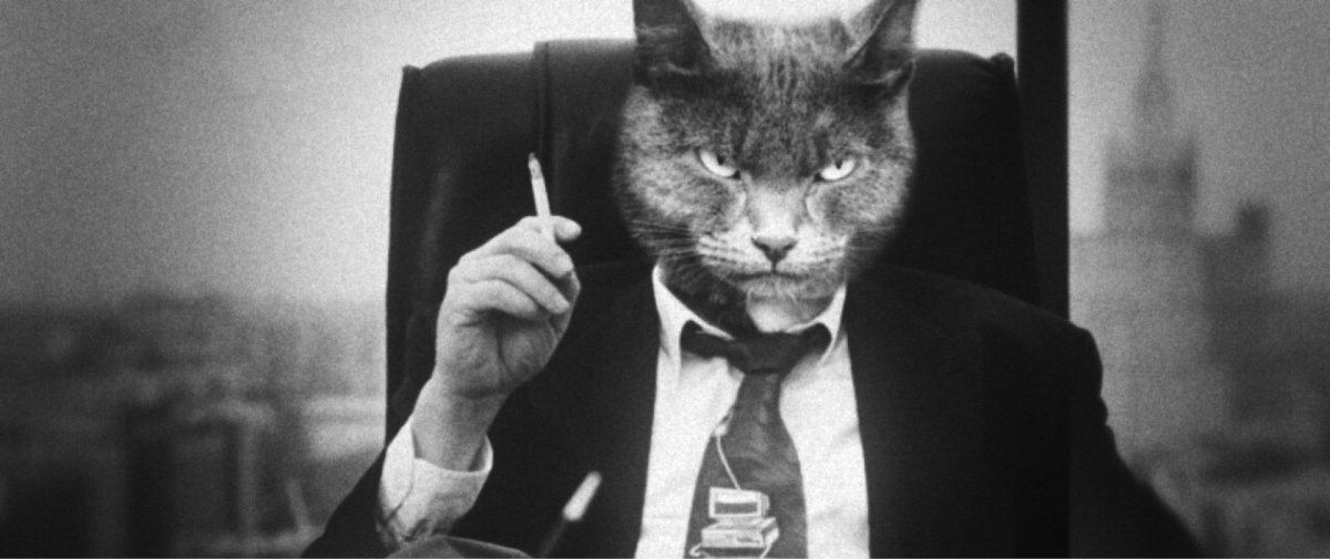 Кошка с очками