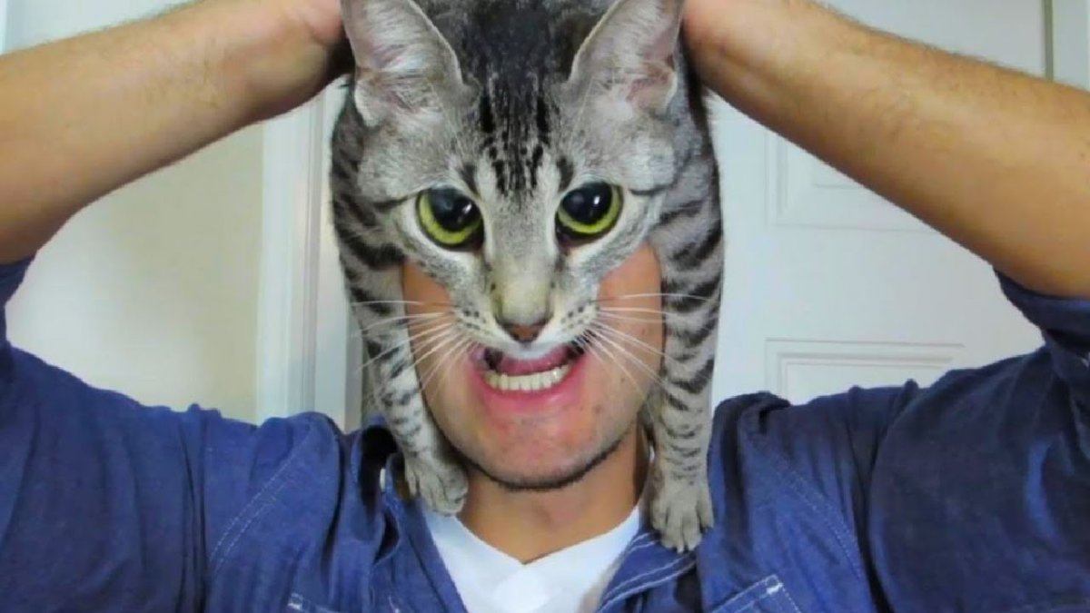 Старушка с котом