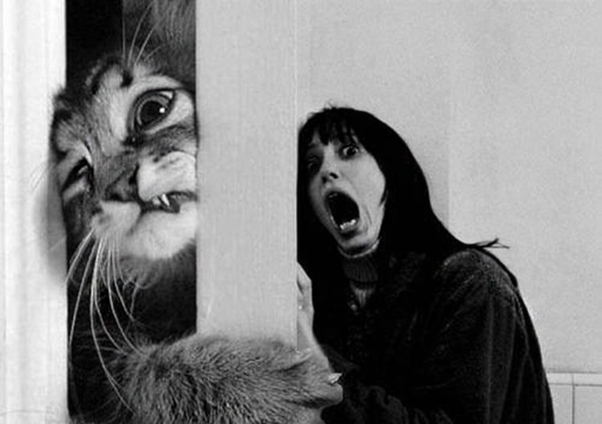 Селфи животных смешные