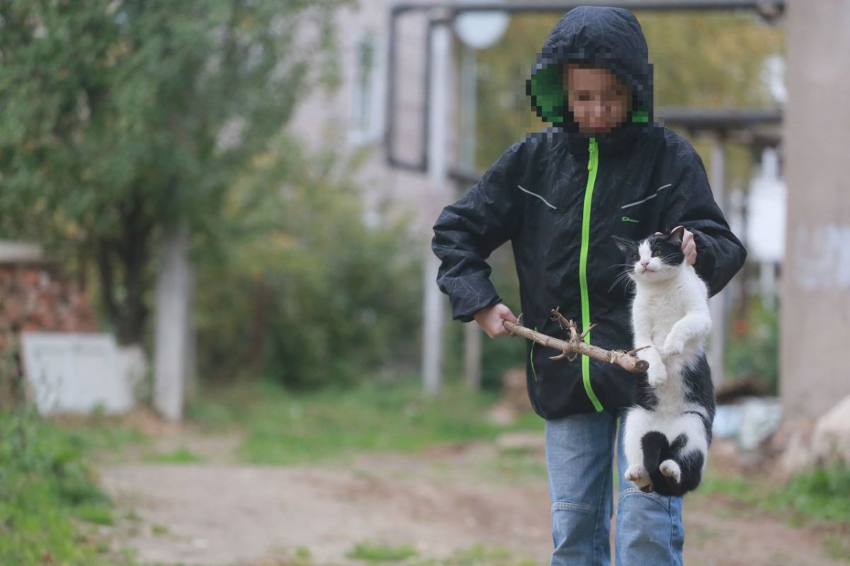 Мемы с лицом кота