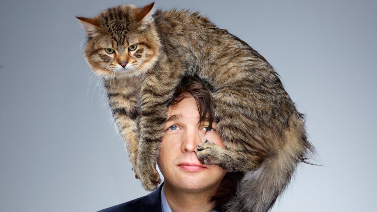 Крутые коты