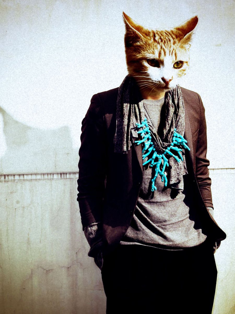 Кошка на голове у человека