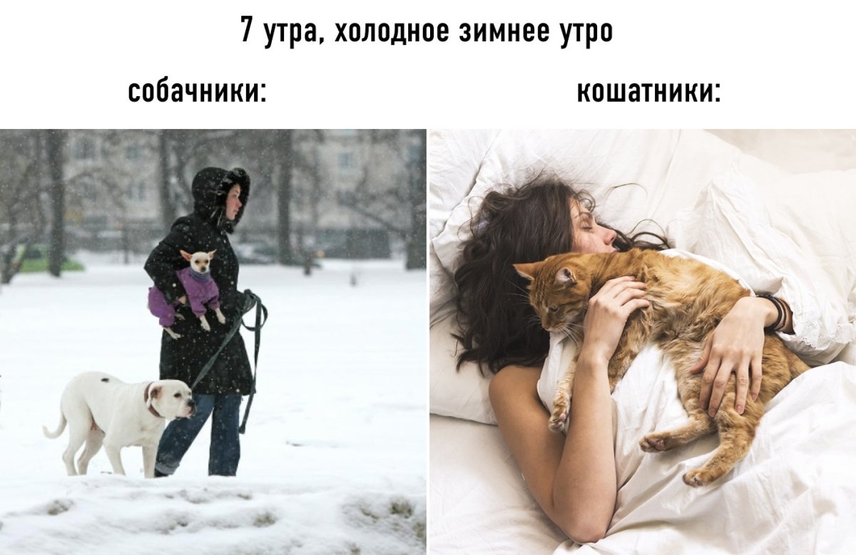 Кот бандит