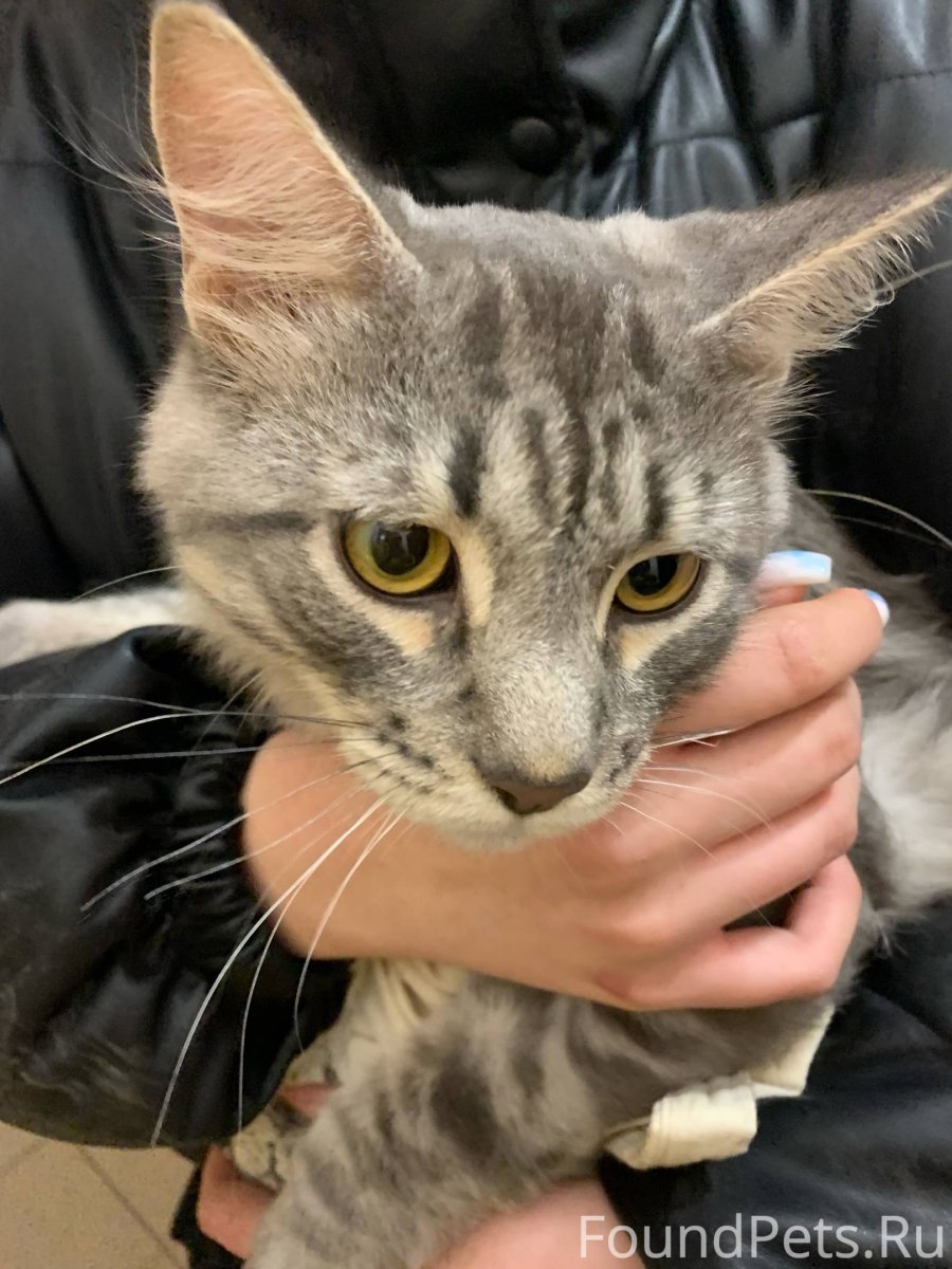 Парень с котенком