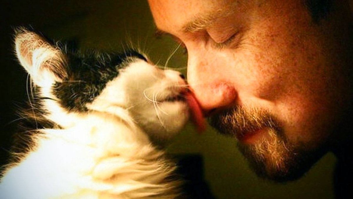 Кот в рубашке