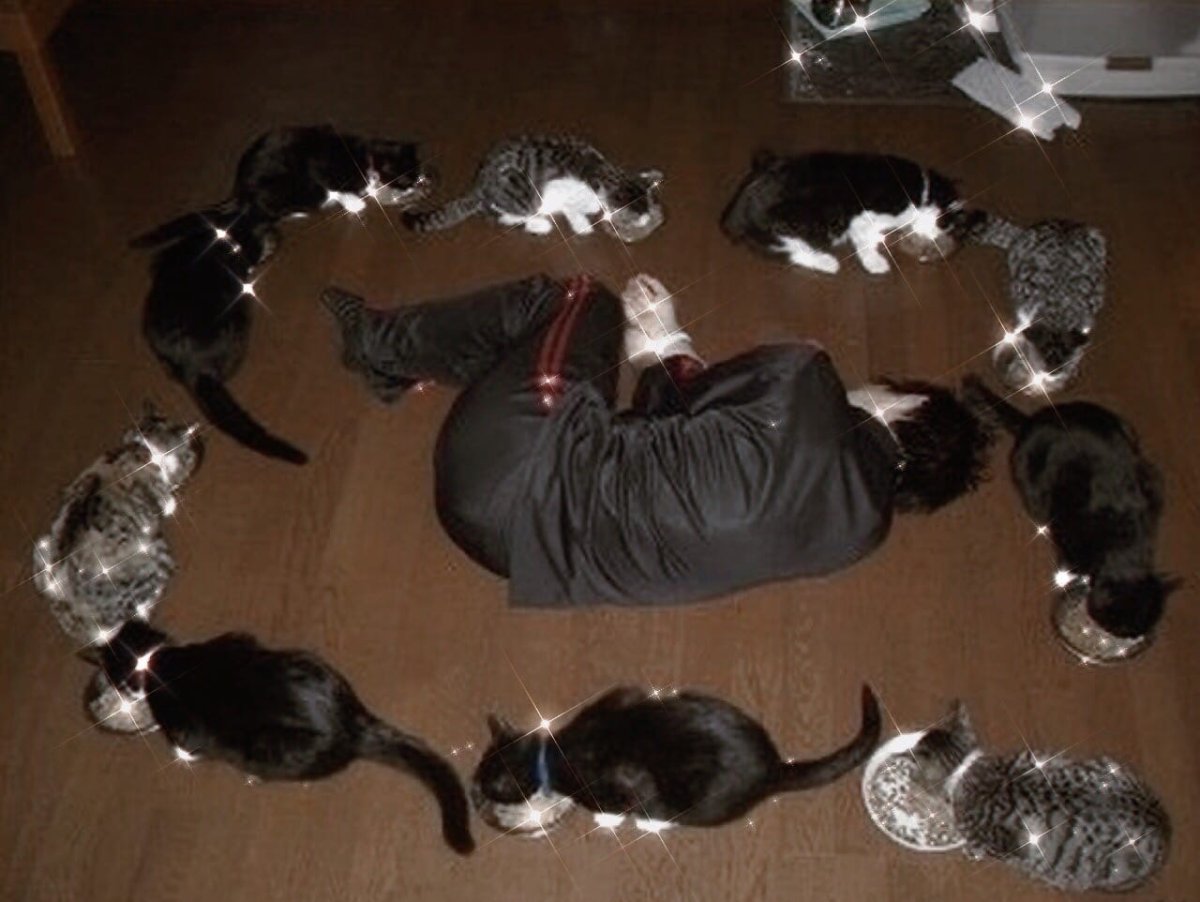 Деловой кот