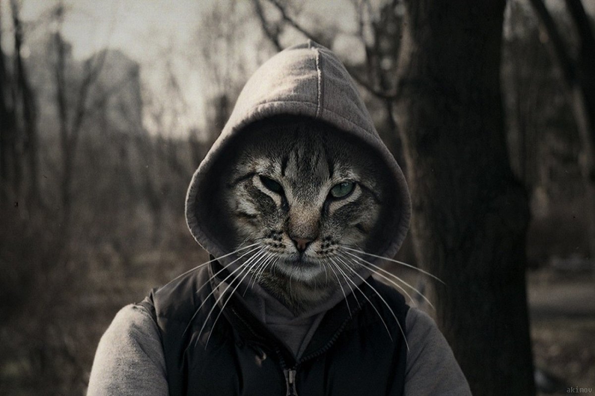 Кот в пиджаке и галстуке