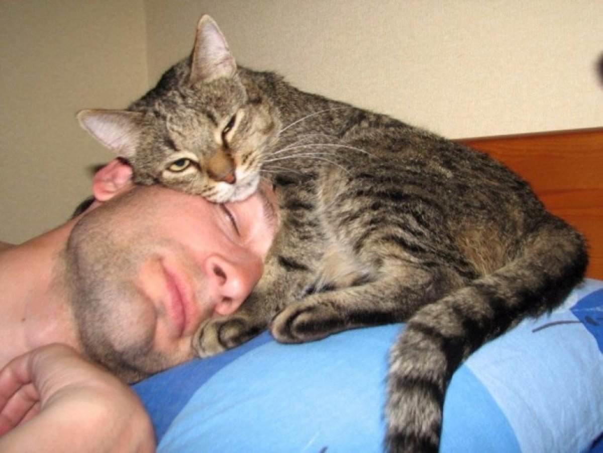 Кот в ужасе