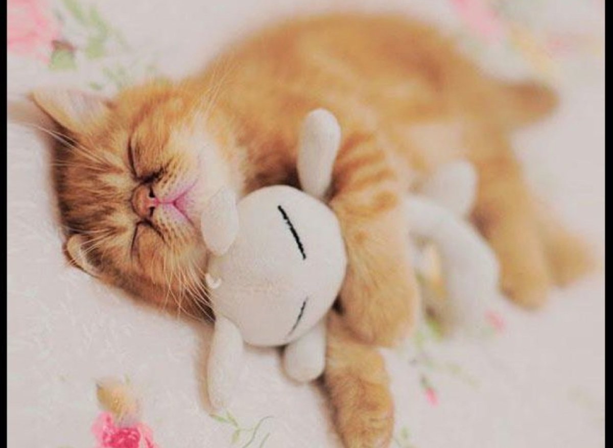 Игрушка спящий кот