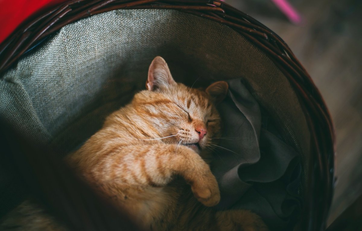 Уютно спящий котик