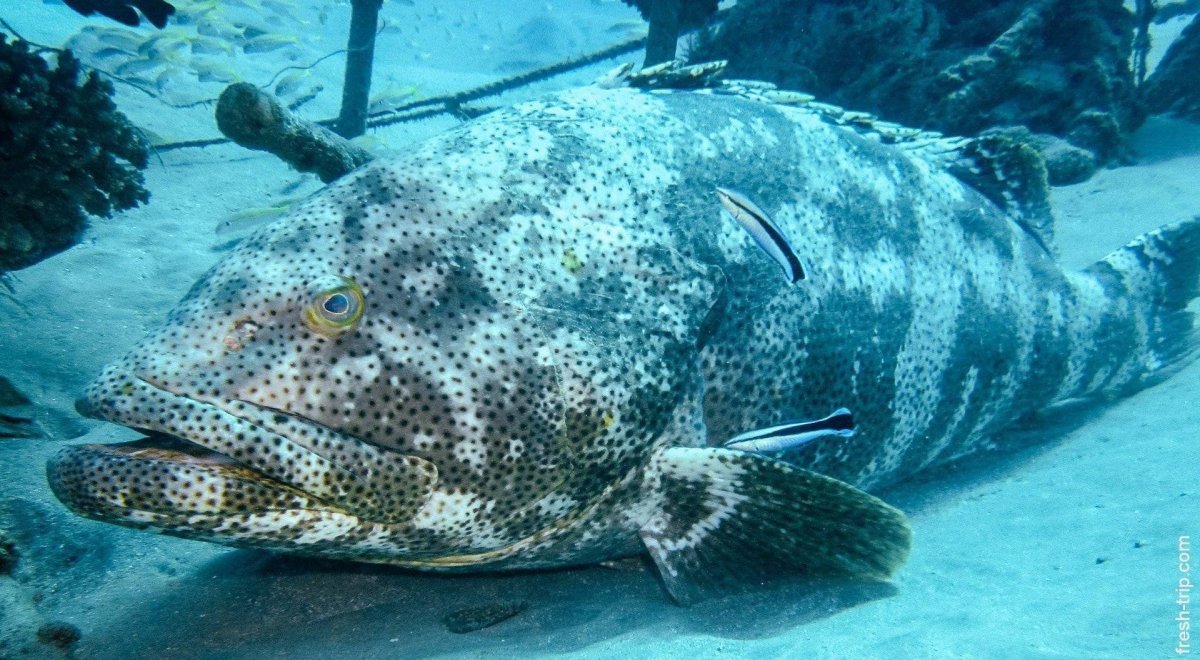 Тихоокеанский белокорый палтус