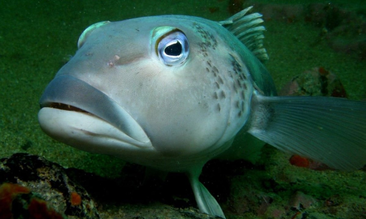 Глазчатый Астронотус