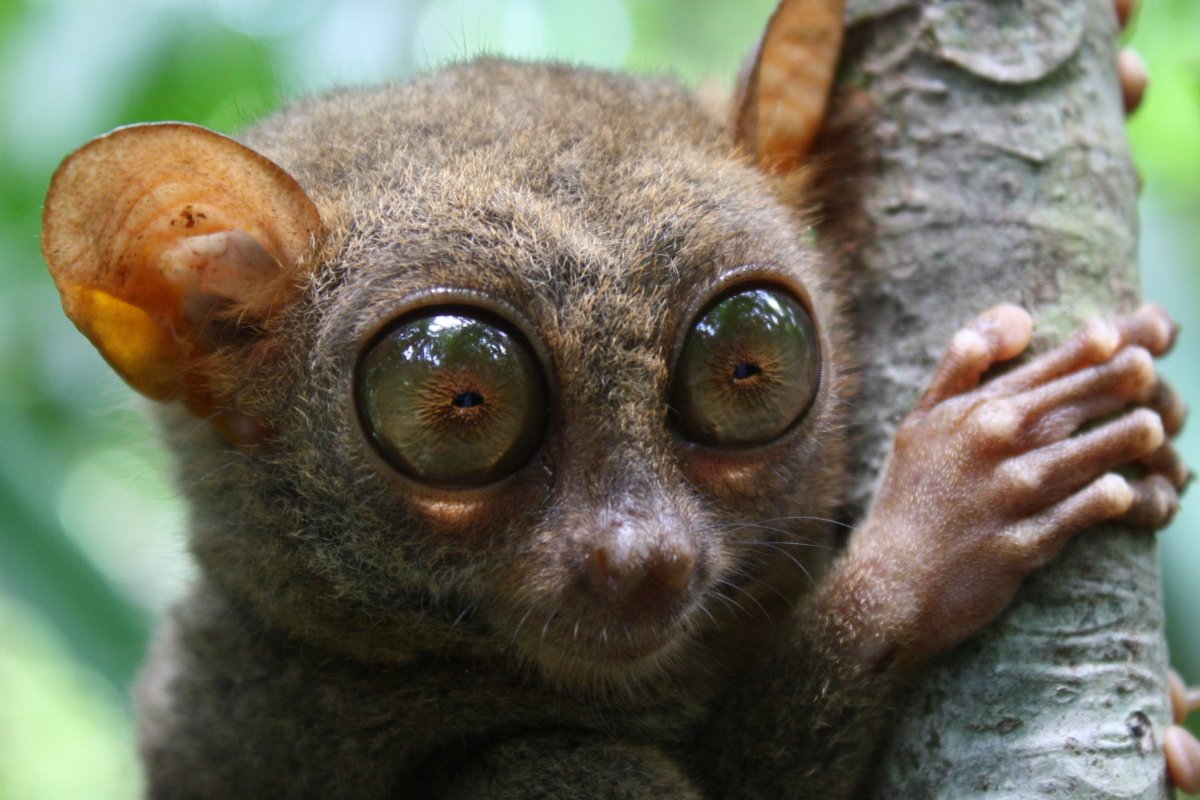 Обезьяна долгопят