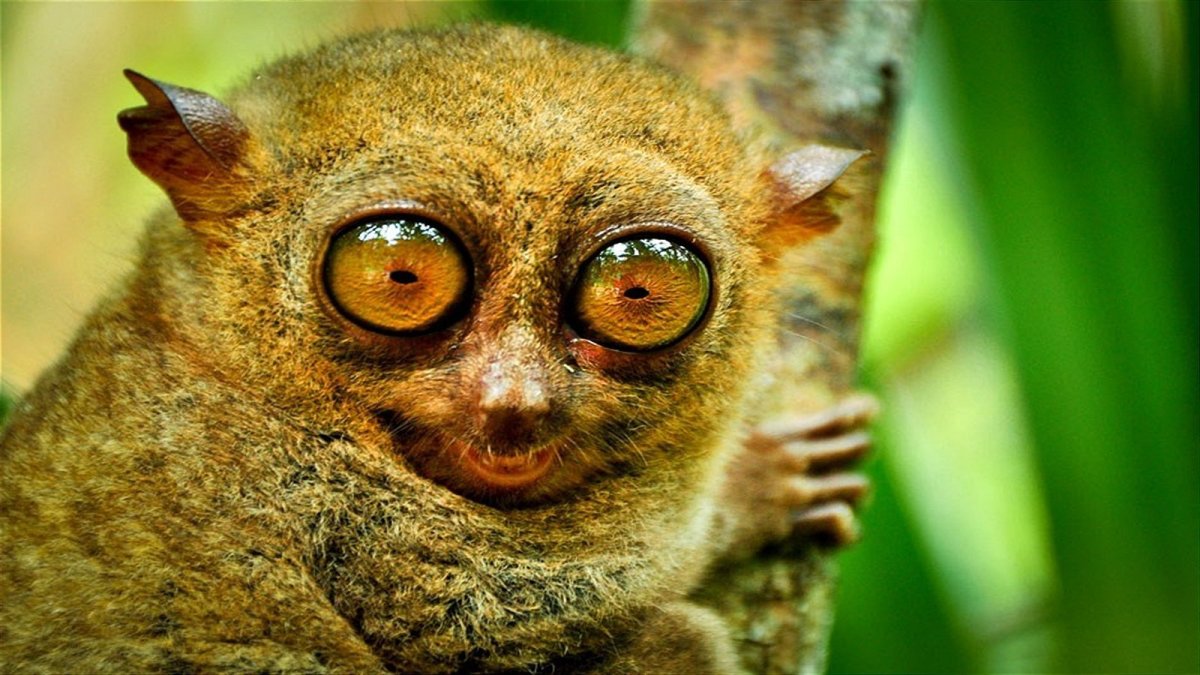 Мадагаскарский долгопят