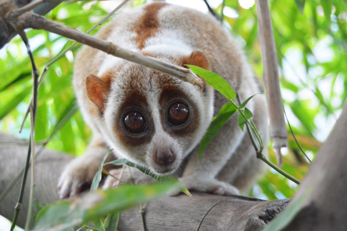 Чихуахуа белая