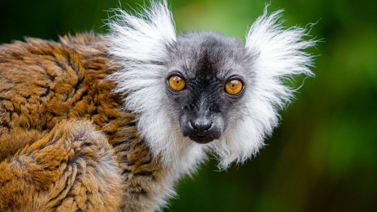 Суматранский долгопят