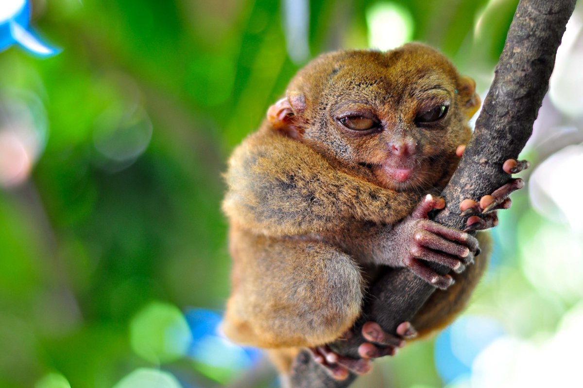 Бохоль Филиппины долгопяты