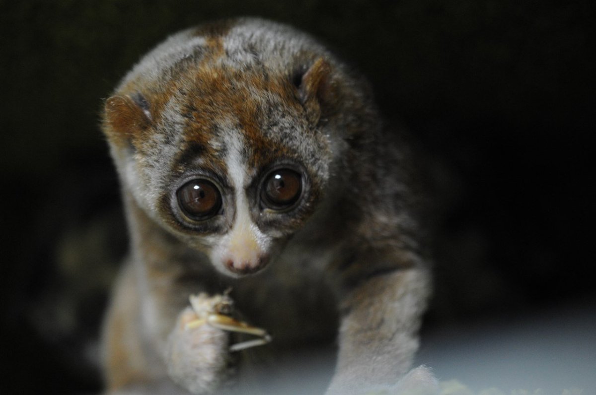 Лемур Лори обезьяна
