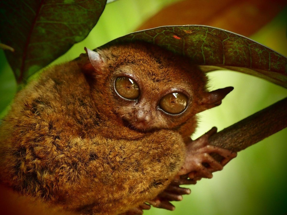 Мадагаскарский долгопят