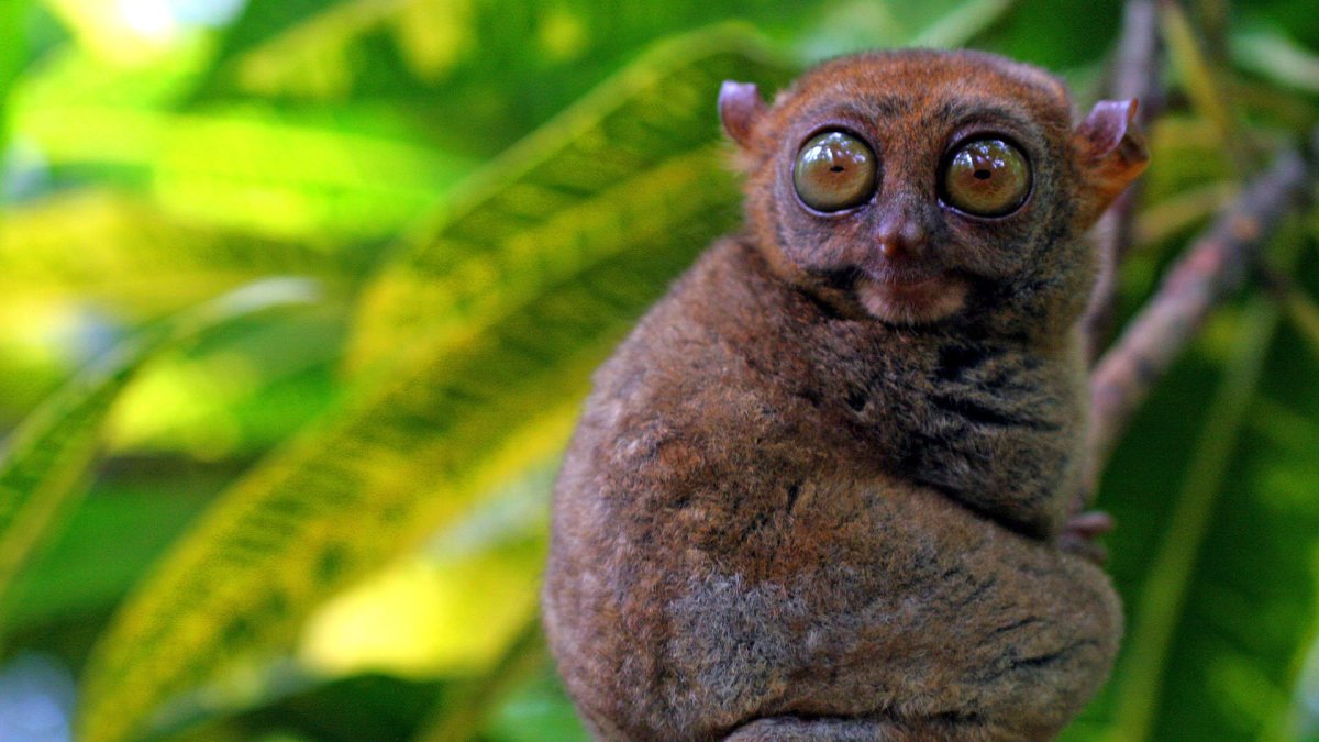 Суматранский долгопят