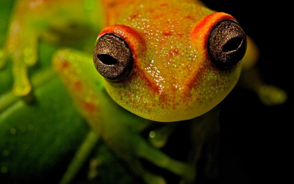 Лемур долгопят