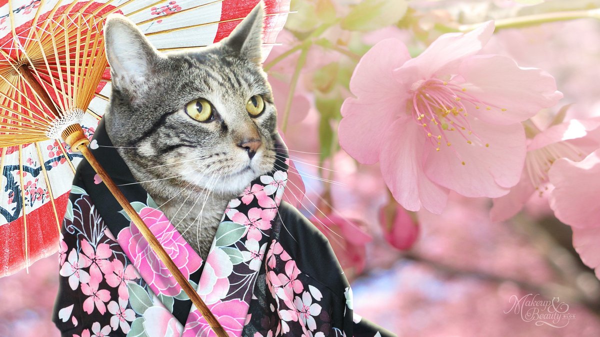 Милый дом Чии chi`s Sweet Home