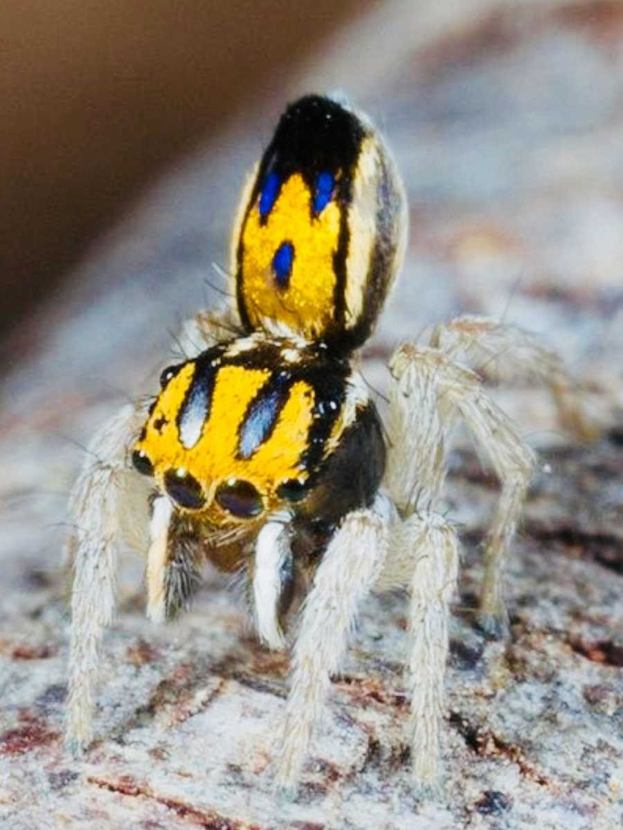 Паук Оса в Татарстане