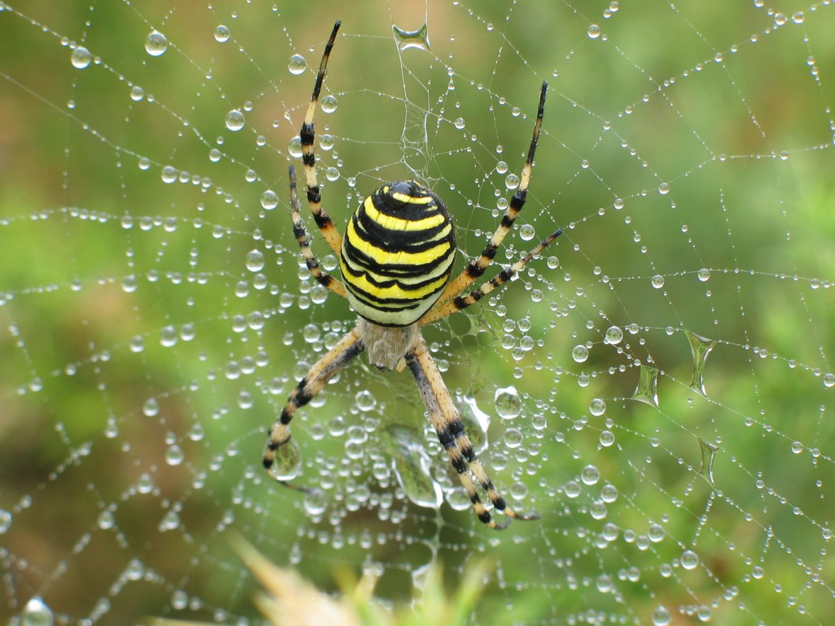 Аргиопа Брюнниха паутина