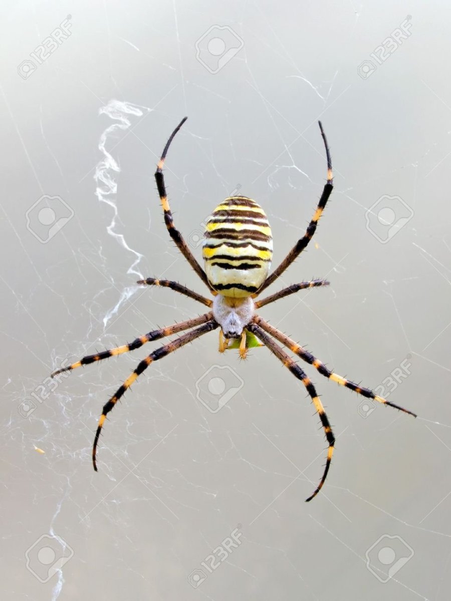 Желтый полосатый паук