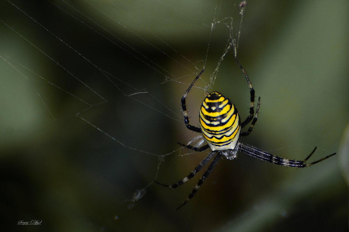 Паук кругопряд полосатый