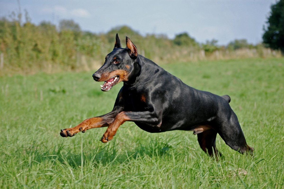 Стандарт Доберман FCI