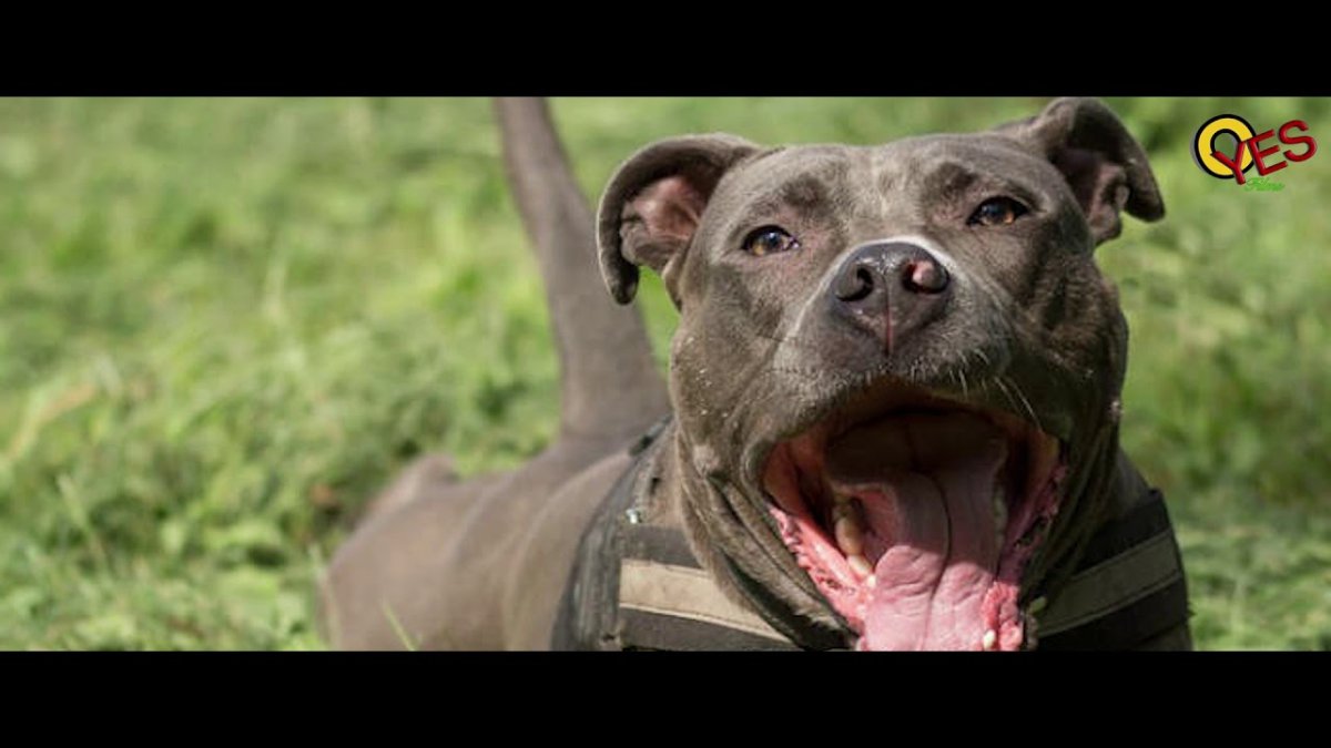 Американскийпетбуль Триеер