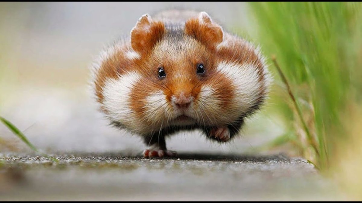 Хомяк с клубникой