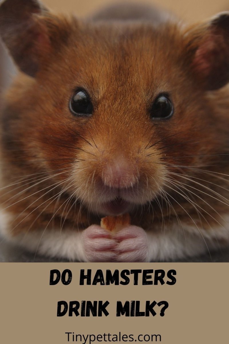 Мышь смеется