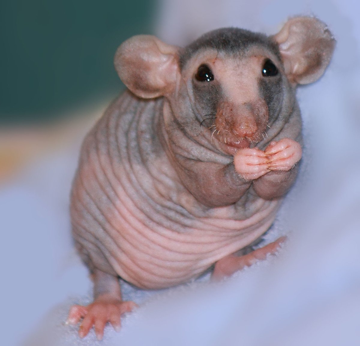 Лысая шиншилла