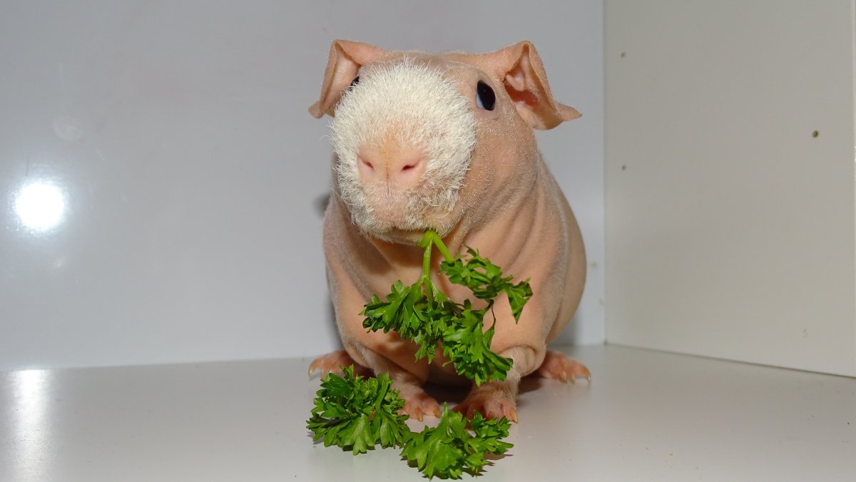 Сирийский хомяк лохматый