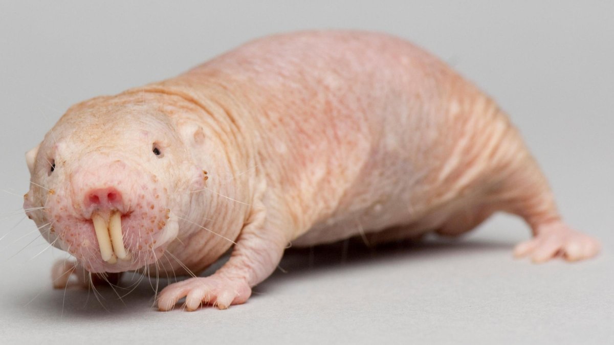 Лысый сирийский хомяк