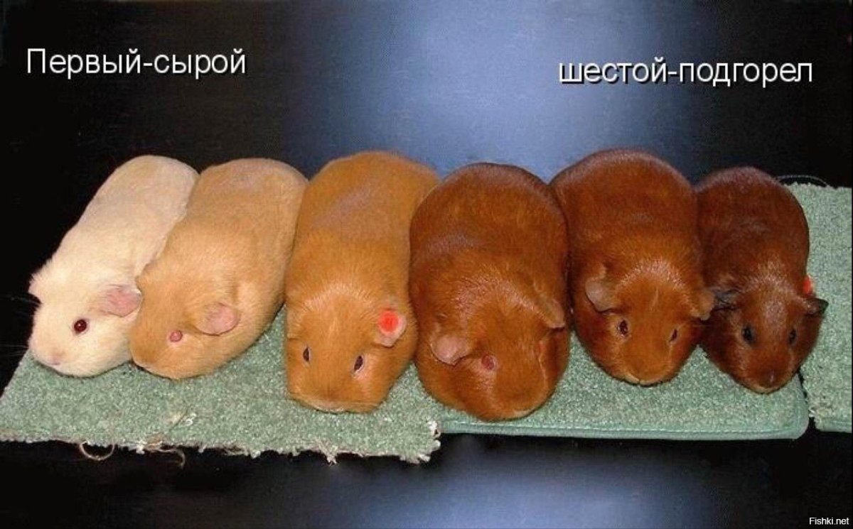 Хомяк домашний