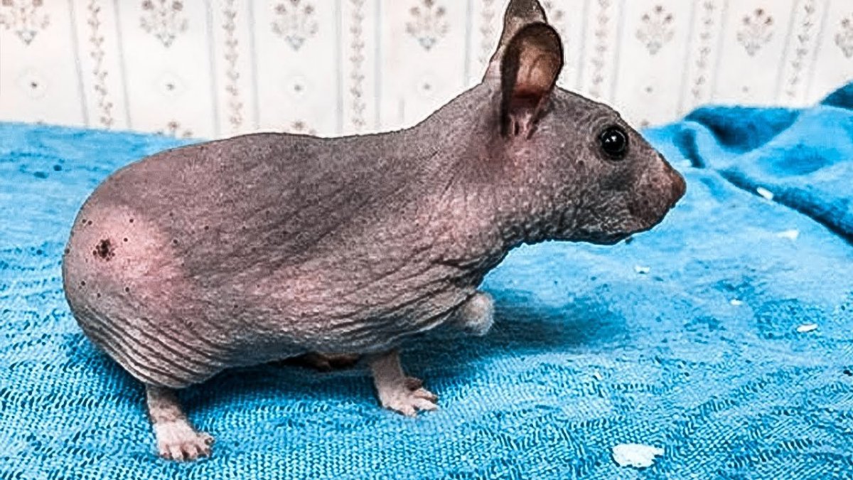 Сирийский хомяк сфинкс