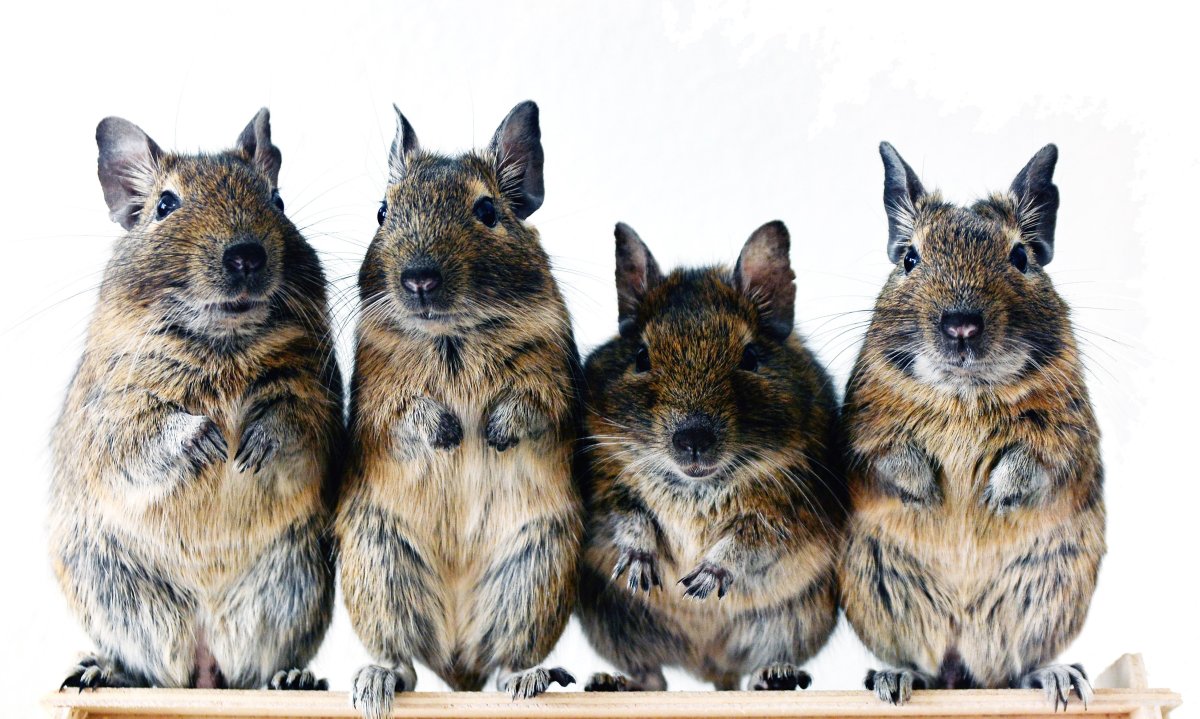 Белочка дегу