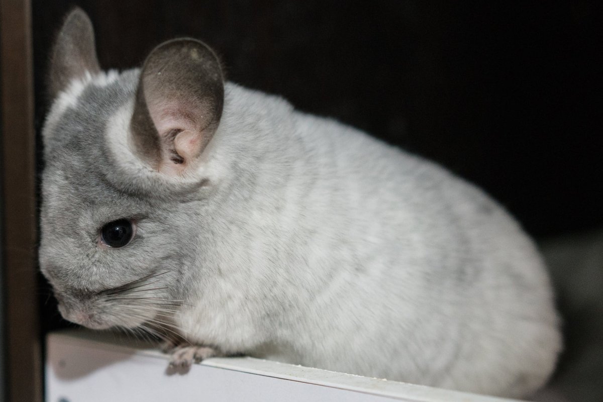 Белая шиншилла с серыми ушками