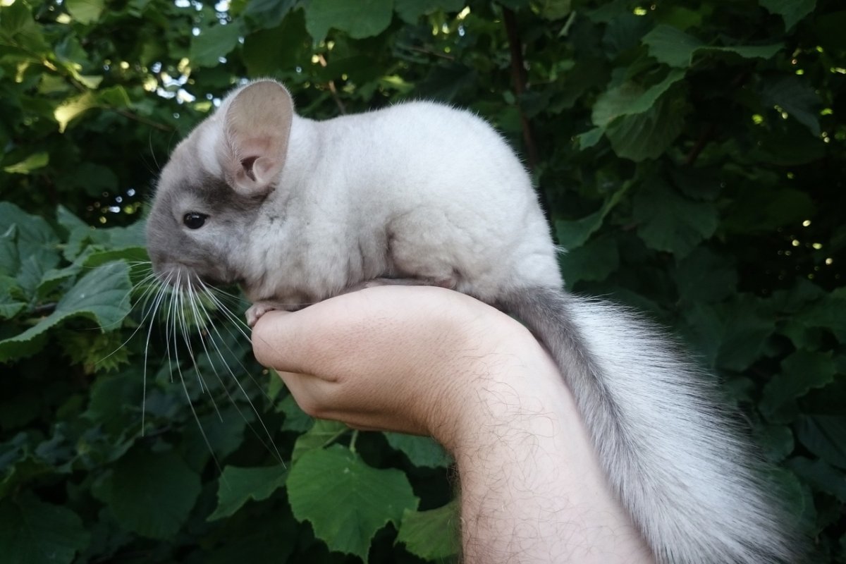 Длиннохвостая шиншилла