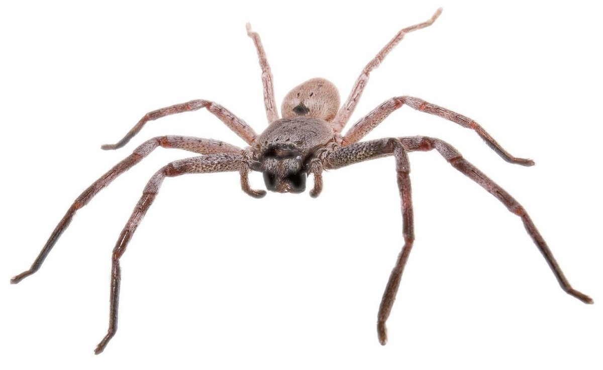 Macracantha arcuata паук