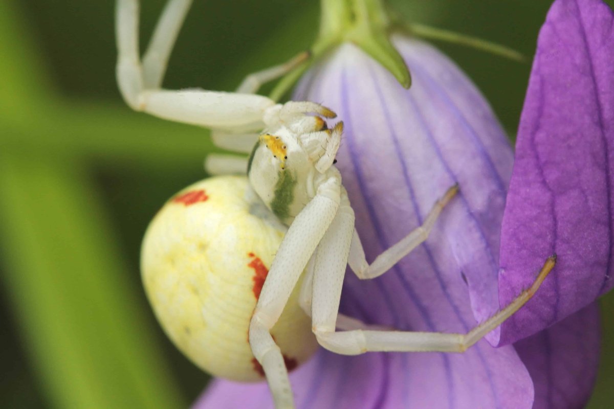 Цветочный паук Misumena vatia