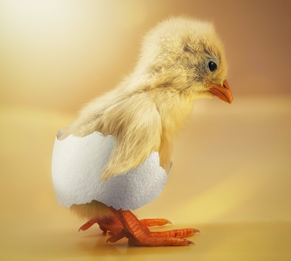 Забивной цыпленок