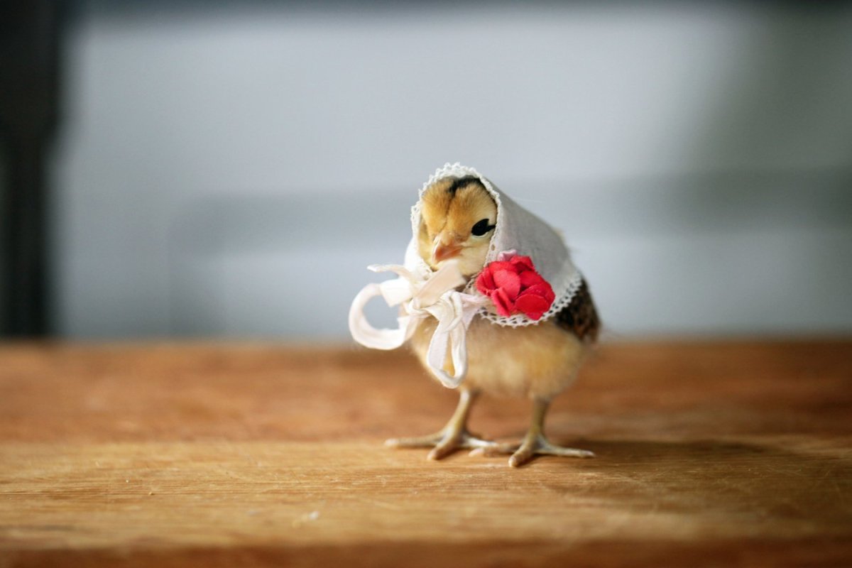 Цыпленок с бантиком