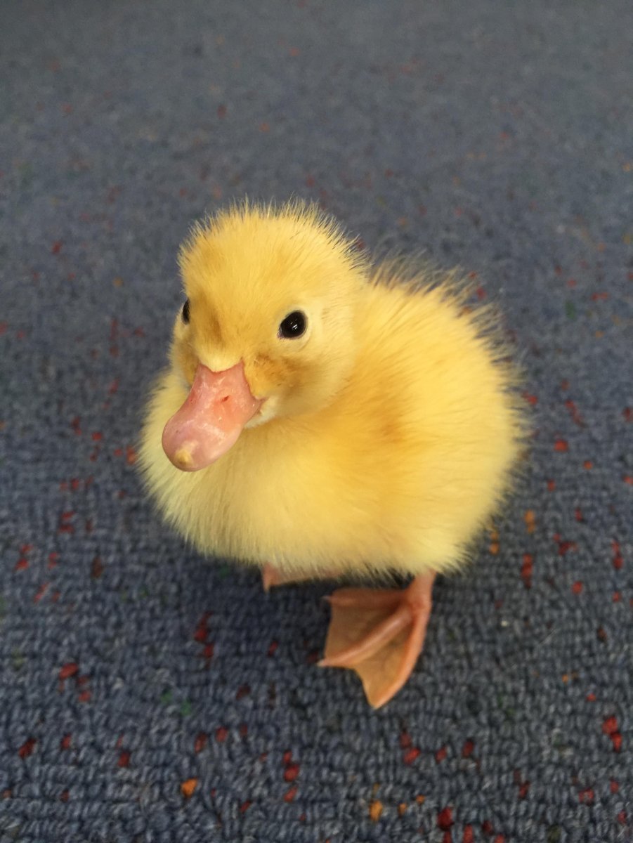 Милые уточки