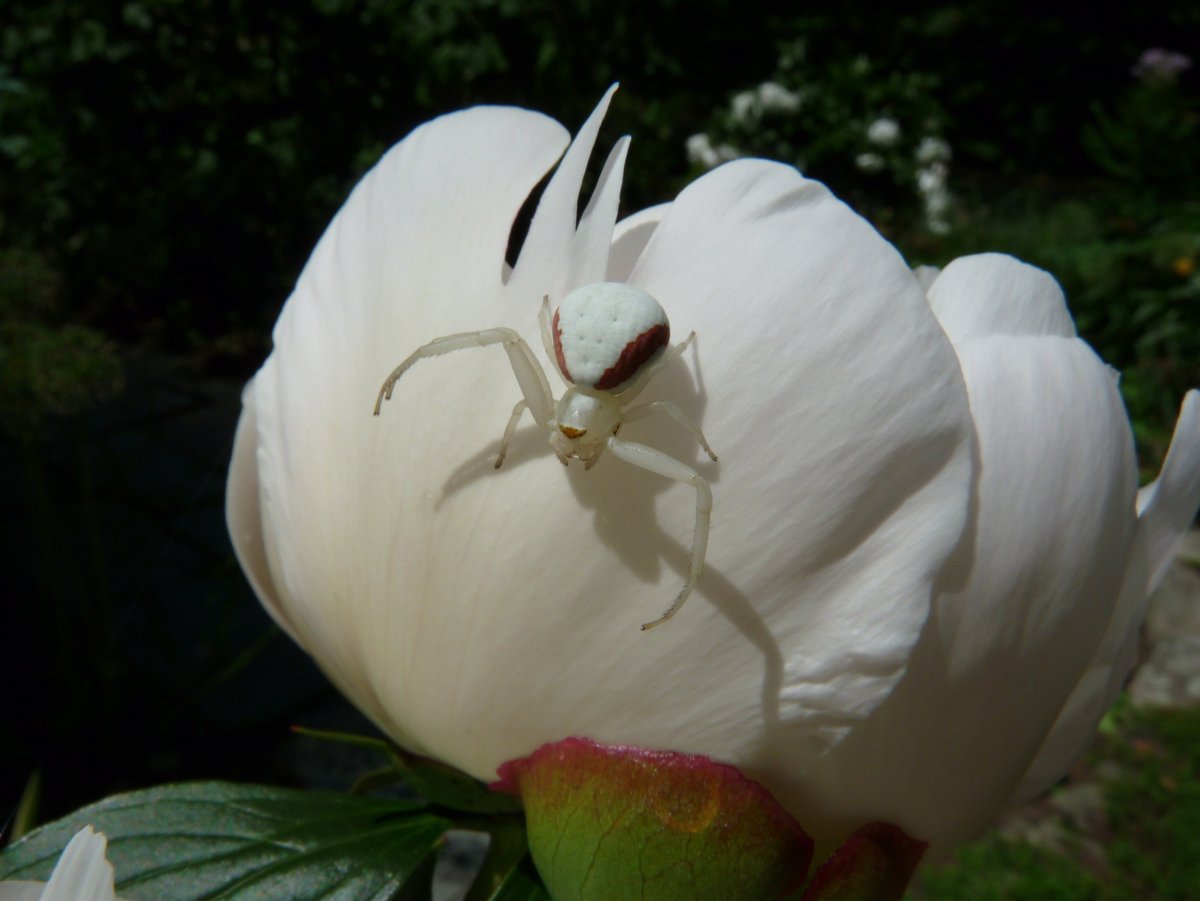 Паук Мизумена косолапая ядовитый