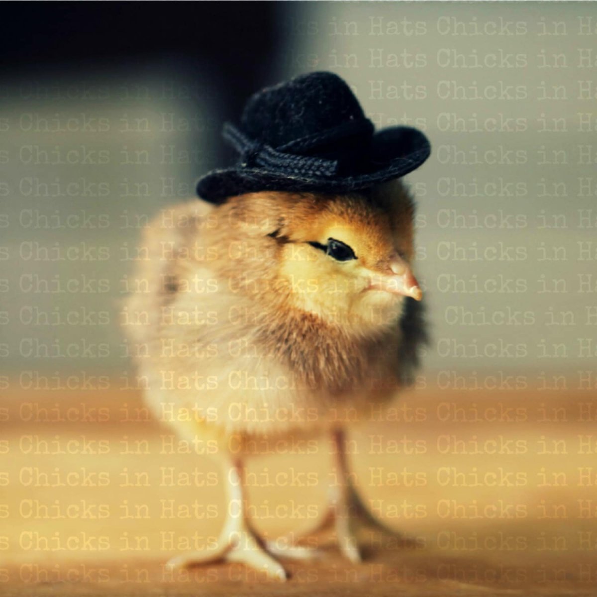 Смешной цыпленок