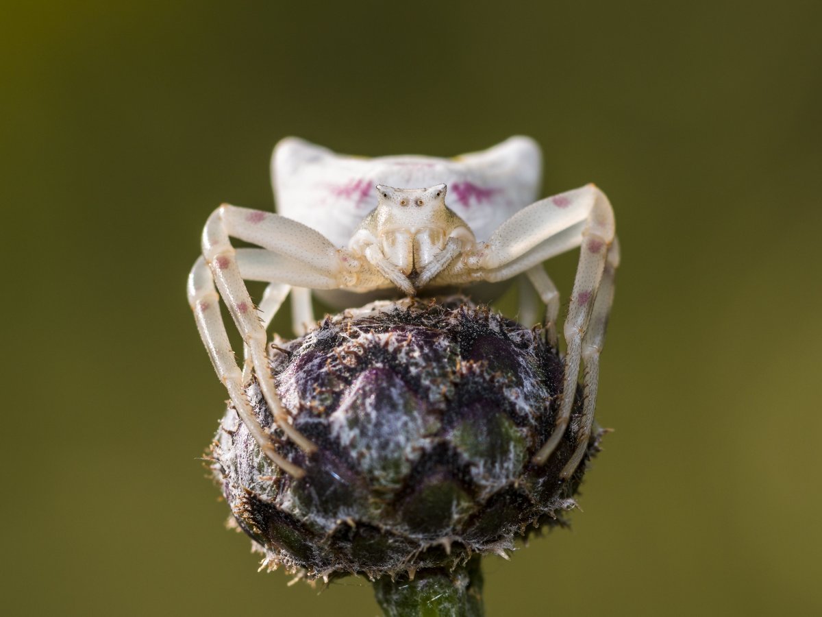 Паучий цветок фиолетовый